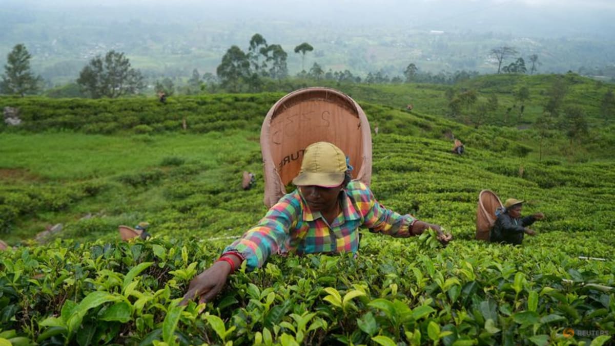 Crisis-hit Sri Lanka targets $1.4 billion in tea earnings