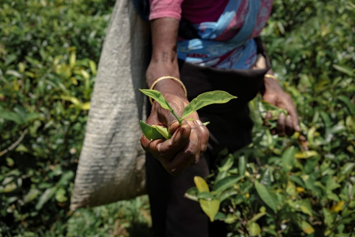 Photos: How Sri Lanka&rsquo;s forced organic transition crippled its tea industry