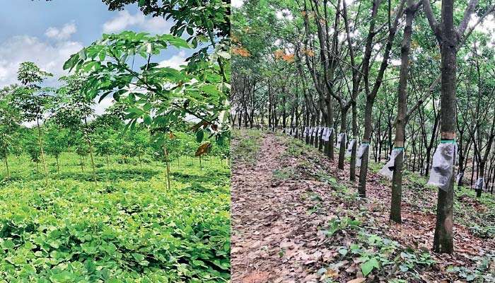 Rubber industry at a crossroads amid economic and structural stress